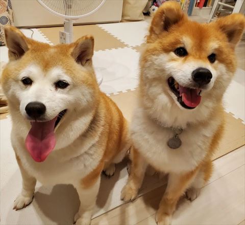 お座りしてる柴犬2匹