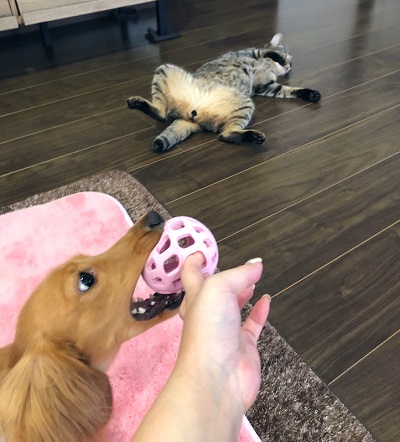 犬と猫