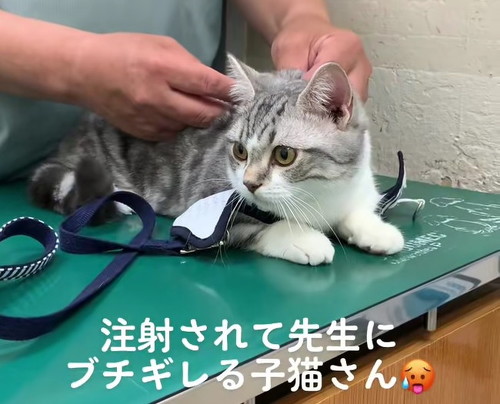 不満を言う猫