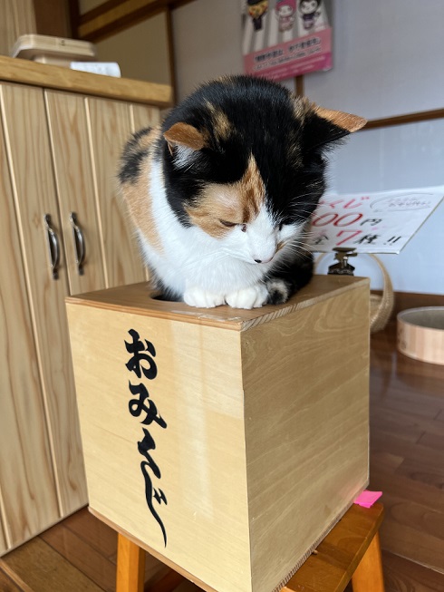 おみくじ台の猫 福招き 猫みくじ - ゼネラルストアオルネ(ゼネラルストアオルネ