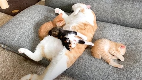 先住猫が好きすぎる子猫
