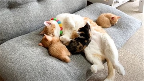 先住猫が好きすぎる子猫