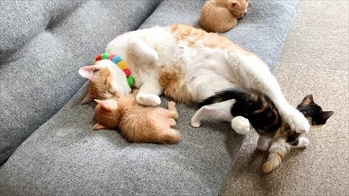 先住猫が好きすぎる子猫