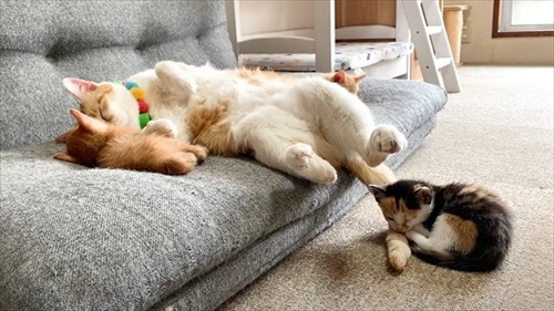 先住猫が好きすぎる子猫