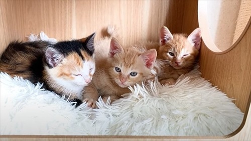 先住猫が好きすぎる子猫