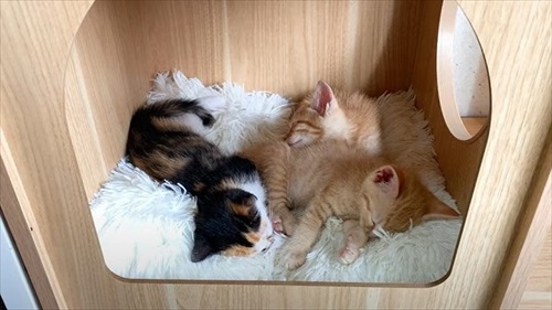 先住猫が好きすぎる子猫
