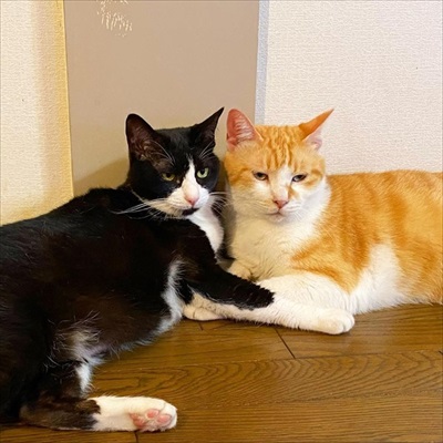 先住猫が好きすぎる子猫