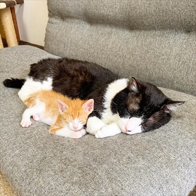 先住猫が好きすぎる子猫