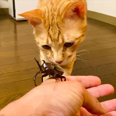 先住猫が好きすぎる子猫