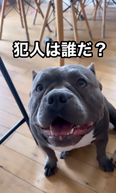 アメリカンブリーのレティちゃん