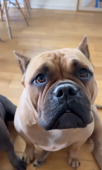 アメリカンブリーのラブちゃん