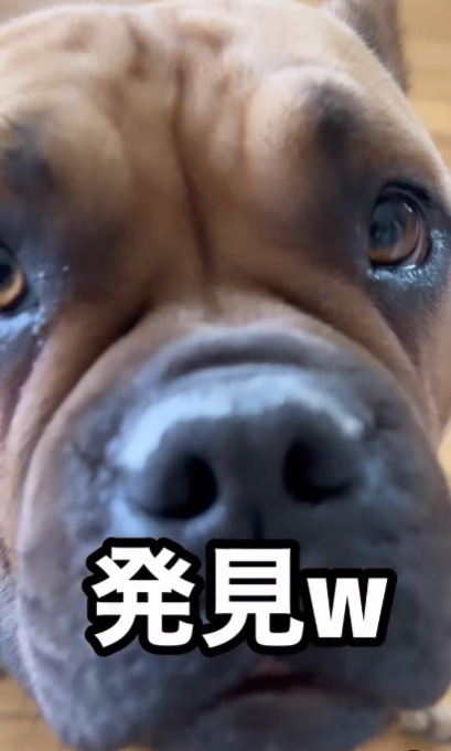 アメリカンブリーのラブちゃんのアップ