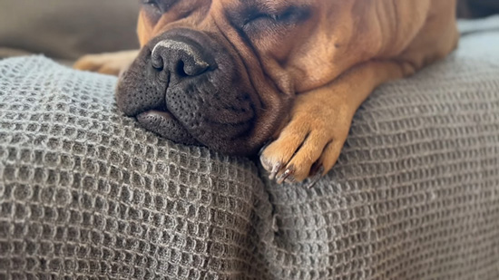 ラブちゃん前足アップ