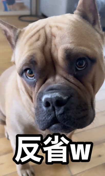 ラブちゃん反省の画像