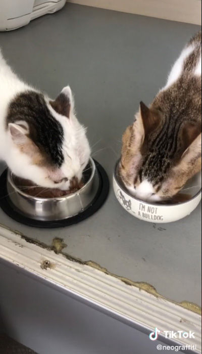ごはんを食べる猫2匹