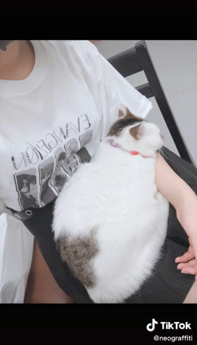 膝の上の猫たち