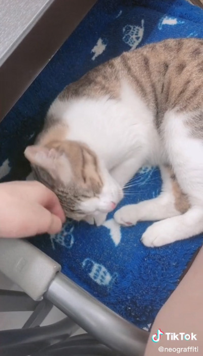 頭すりすりされる猫