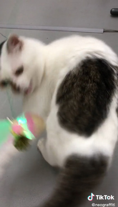 猫じゃらしと遊ぶ猫