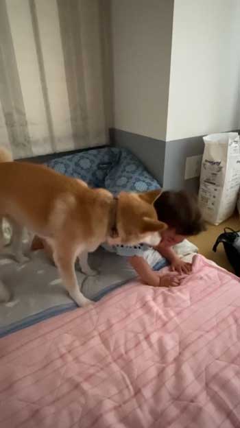 寄り添う柴犬