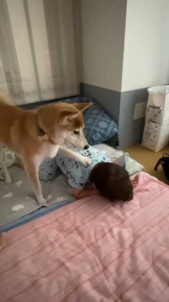 前足で突く柴犬