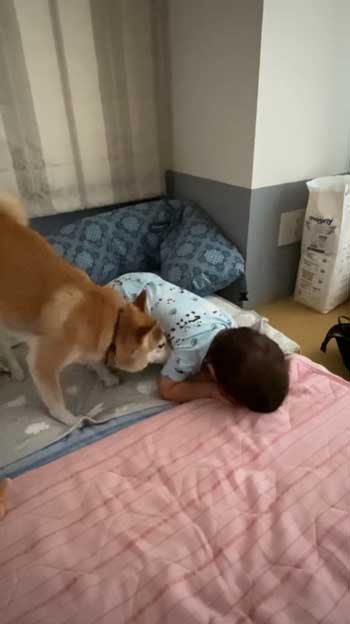 顔を寄せる柴犬