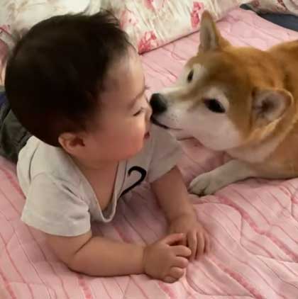 顔を近づける柴犬