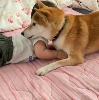 身を寄せ合う柴犬