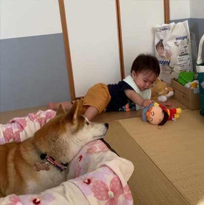 見守る柴犬