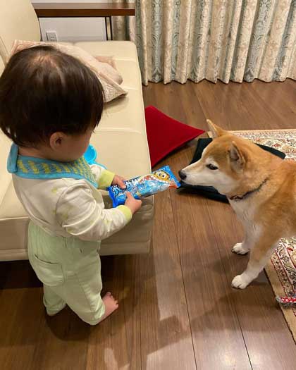 アイスを見つめる柴犬