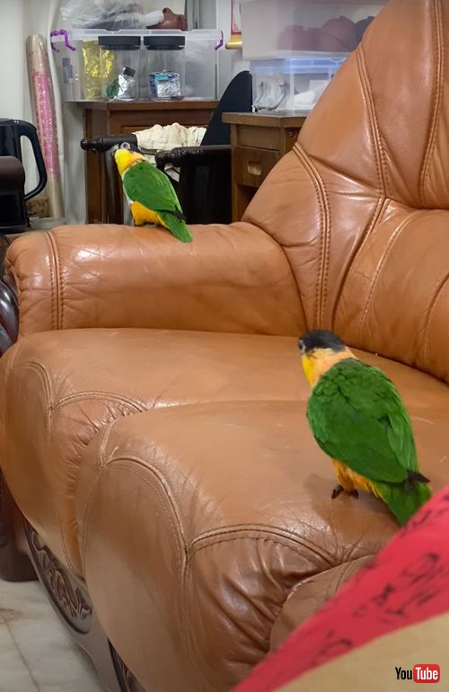 楽しそうに踊るインコカップル