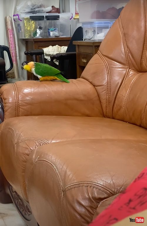 楽しそうに踊るインコカップル