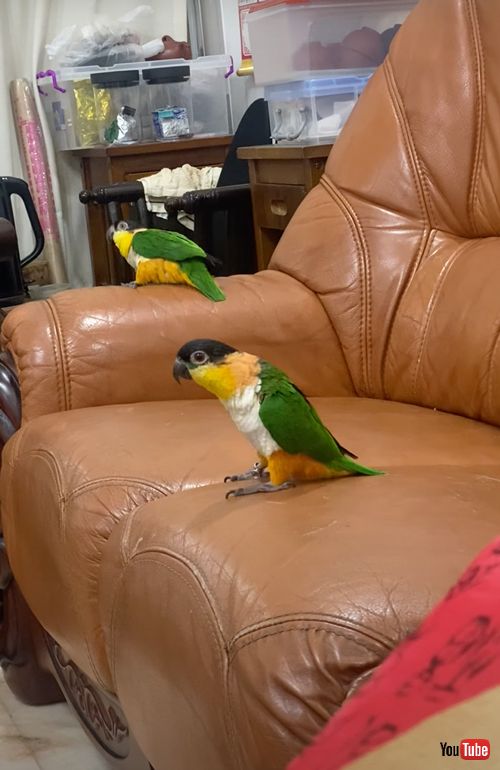 楽しそうに踊るインコカップル