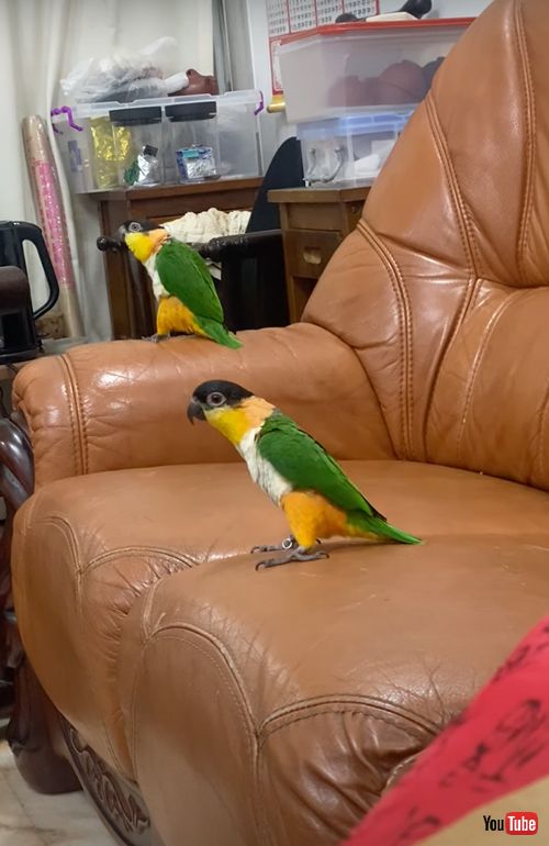 楽しそうに踊るインコカップル