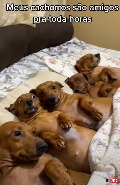  ベッドの上にずらっと並ぶワンコたち