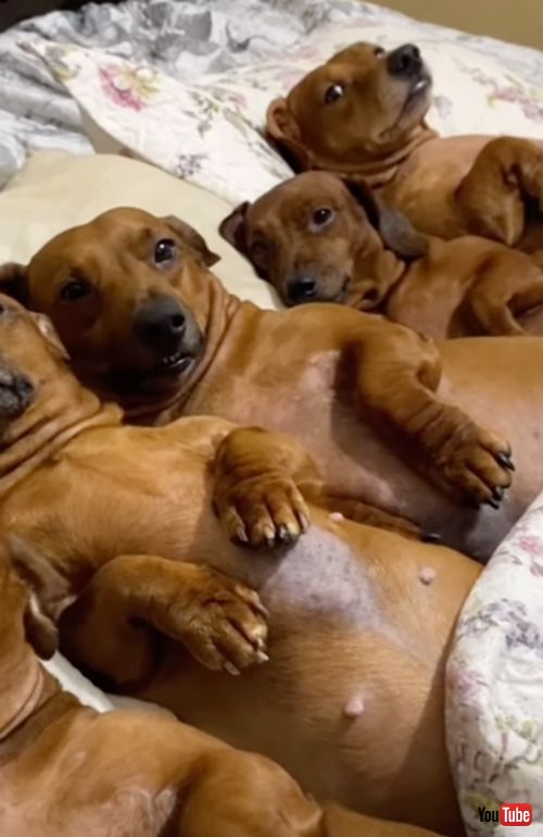  ベッドの上にずらっと並ぶワンコたち