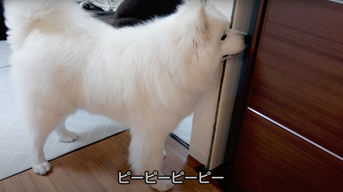 ママを待つサモエド