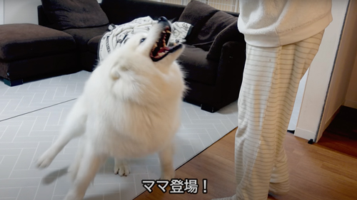ママを出迎えるサモエド