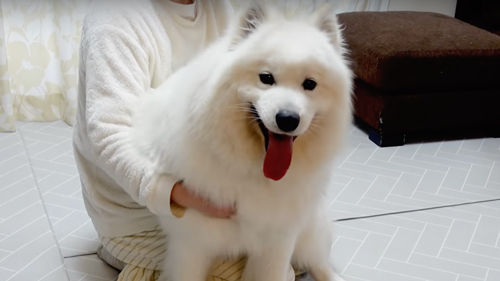 再会したサモエド