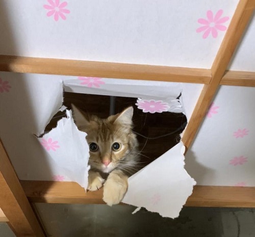 ペット手帳 ベストショット