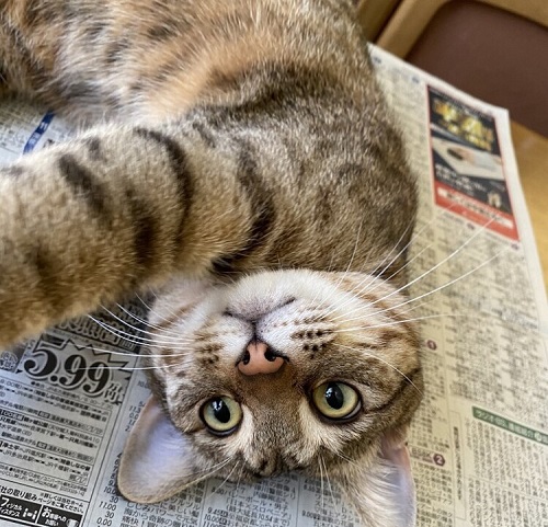 ペット手帳 ベストショット