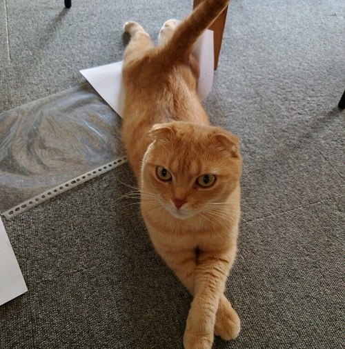 ペット手帳 ベストショット