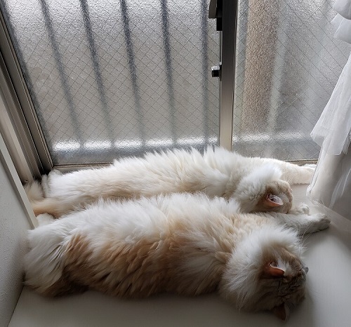 ペット手帳 ベストショット