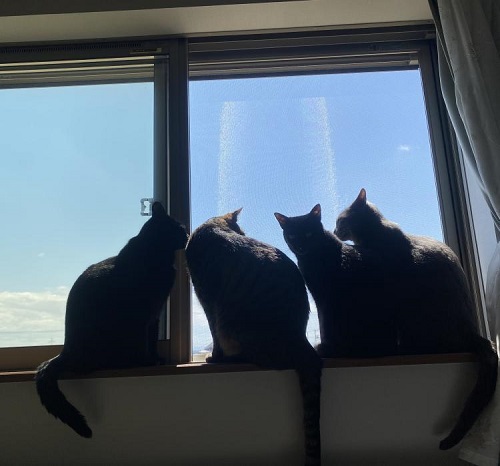 ペット手帳 ベストショット