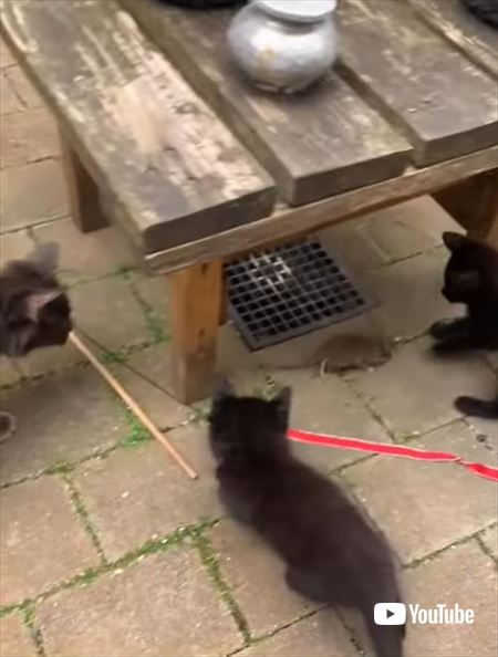ネズミを怖がる猫たち