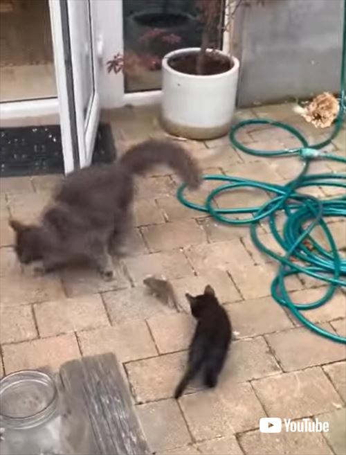 ネズミを怖がる猫たち