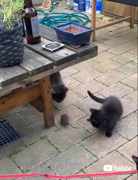 ネズミを怖がる猫たち