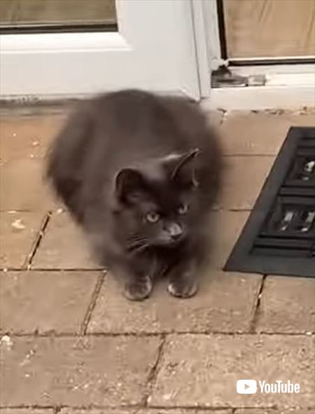 ネズミを怖がる猫たち