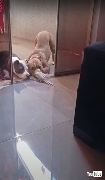 オカメインコのコンサートを聞くワンコたち