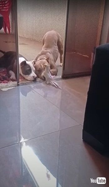 オカメインコのコンサートを聞くワンコたち