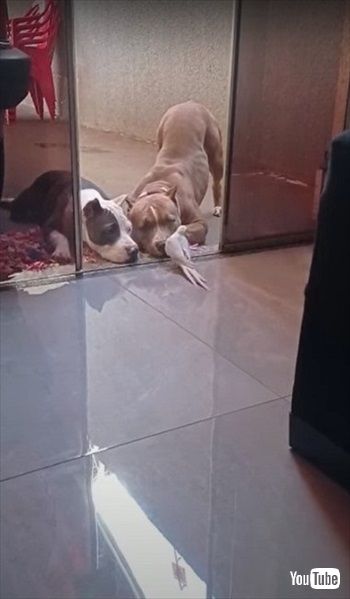 オカメインコのコンサートを聞くワンコたち